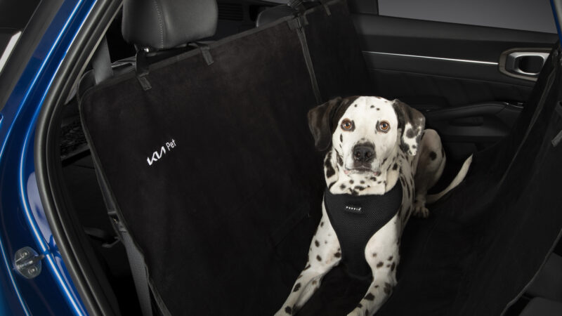 Viaja en auto con tu mascota de forma segura en vacaciones de Semana Santa